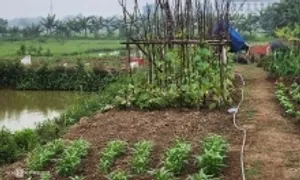 Chia đất thừa kế thế nào khi chị dâu giấu sổ đỏ? Chia đất thừa kế thế nào khi chị dâu giấu sổ đỏ?