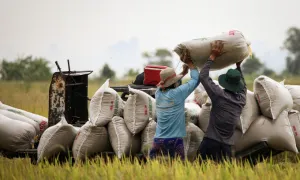 Giá gạo chịu áp lực giảm vì Philippines ngưng nhập khẩu Giá gạo chịu áp lực giảm vì Philippines ngưng nhập khẩu